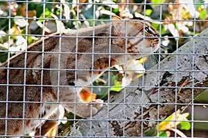 Sri Lankan Rusty Spotted Cat, Big Cat Sanctuary, Smarden, Kent, England, UK photo