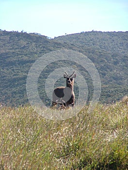 Sri Lankan sambar deer occur in large herds