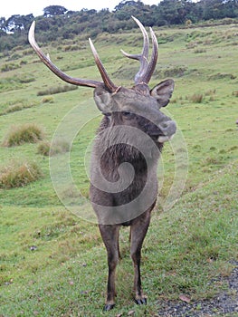 Sri Lankan sambar deer in Hortain Plains Sri Lanka photo