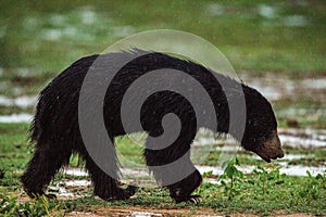 The Sri Lankan sloth bear Melursus ursinus.