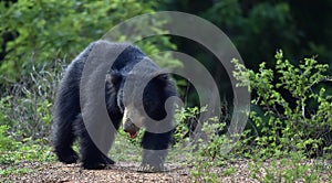 The Sri Lankan sloth bear Melursus ursinus inornatus