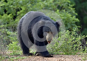 The Sri Lankan sloth bear Melursus ursinus inornatus.