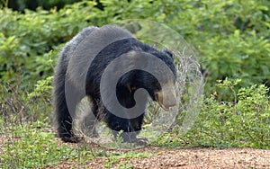 The Sri Lankan sloth bear Melursus ursinus inornatus.