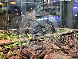 Sri Lankan Star Turtle Turtle through a glass screen 2019