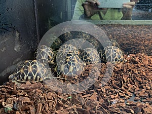 Sri Lankan Star Turtle Turtle through a glass screen February 3, 2019, Hong Kong