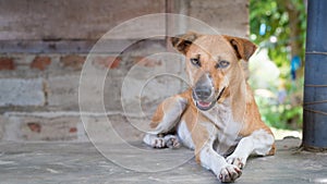 Sri Lankan Street Dog