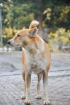 Sri Lankan street dogs, Asia