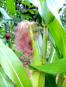 Sri lankan taste fruite.