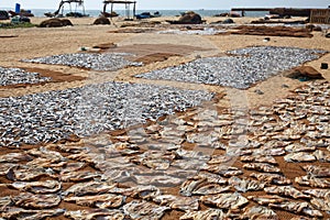 Sri Lankan traditional method of drying fresh fish