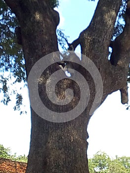 A Sri Lankan Tree Monkey hanging steadily