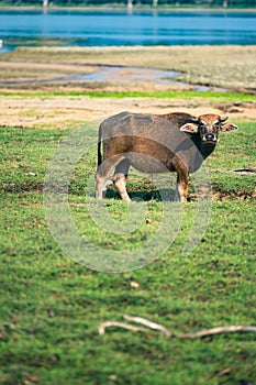 Sri Lankan Water Buffalo in Wilpattu National Park