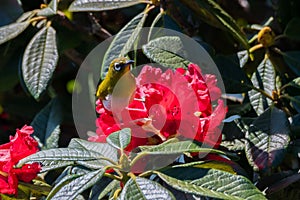 Sri Lankan white-eye or Zosterops ceylonensis an endemic species of Sri Lanka.