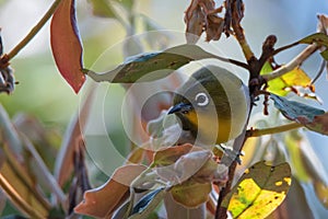 Sri Lankan white-eye or Zosterops ceylonensis an endemic species of Sri Lanka.