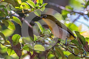 Sri Lankan white-eye or Zosterops ceylonensis an endemic species of Sri Lanka.