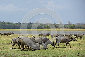 Sri Lankan Wild Buffalo - Bubalus arnee migona, Sri Lanka