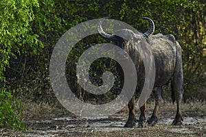 Sri Lankan Wild Buffalo - Bubalus arnee migona, Sri Lanka