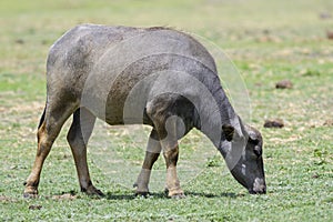 Sri Lankan Wild Buffalo - Bubalus arnee migona, Sri Lanka