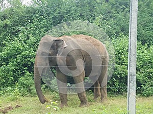 Sri Lankan wild elephant in a sanctuary