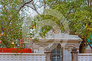 Sri Maha Bodhi tree at Anuradhapura - the world's oldest documen