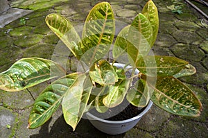 Sri rezeki or Chinese evergreens or aglaonema