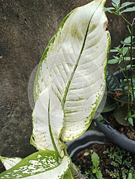 sri sustenance albino leaves