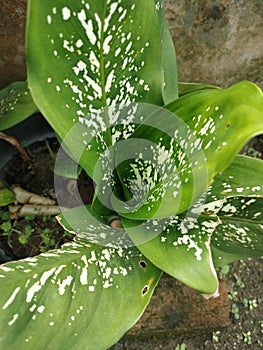 sri sustenance leaves green with white pattern