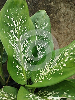 sri sustenance leaves white spot pattern