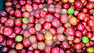 Srida Pink Egg Tomato