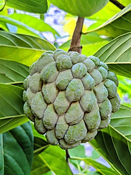 Srikaya (Annona squamosa): tropical fruit photo