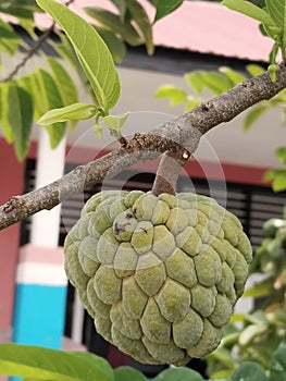 srikaya fruit photo