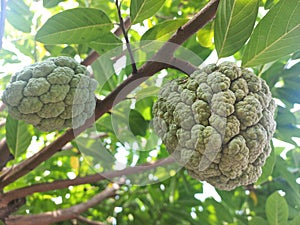 Fresh Srikaya or Cherimoya (Annona squamosa) fruit photo