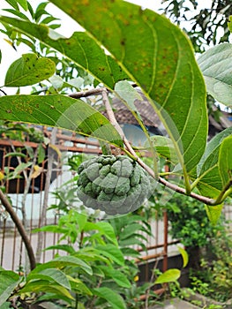 Srikaya fruit photo