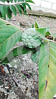 Srikaya fruit