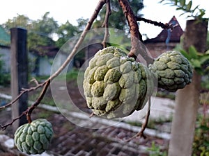 Srikaya fruit from Indonesia photo