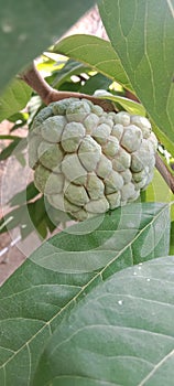 Srikaya Fruit photo