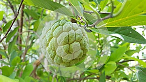Srikaya fruit is round with many-eyed skin photo
