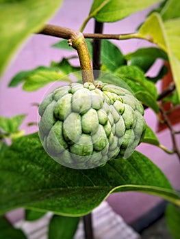 srikaya fruit that is still unripe is treed