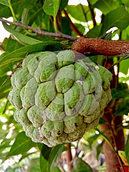 srikaya fruit surrounded by ants