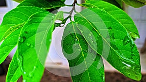 Srikaya leaves at the garden after rain