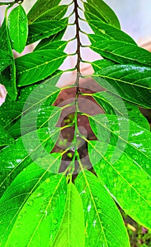 Srikaya leaves at the garden after rain