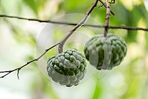 SRIKAYA TROPICAL FRUIT photo