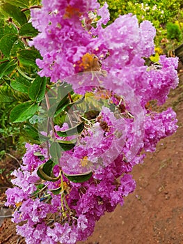 Srilanka of beutifull flower *