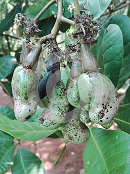 Srilanka The cashew tree