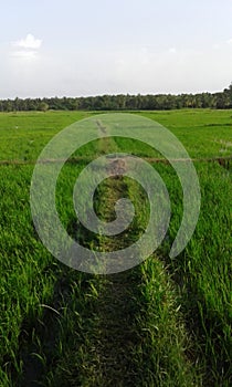 Srilanka paddy fields