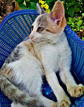 This is srilankan beautiful cute car in the basket