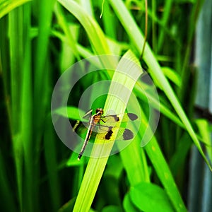 srilankan Dragonfly resting on green leaf
