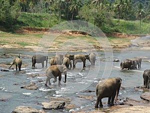 Srilankan elephants bath