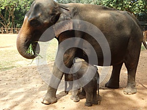 Srilankan elephants bath and parade