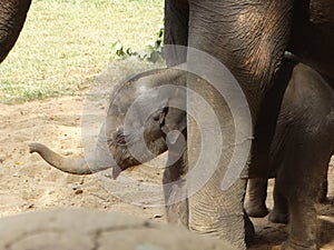 Srilankan elephants bath and parade