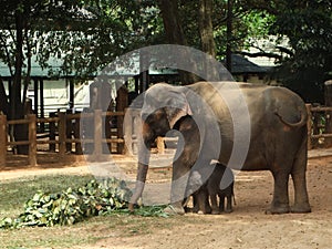 Srilankan elephants bath and parade